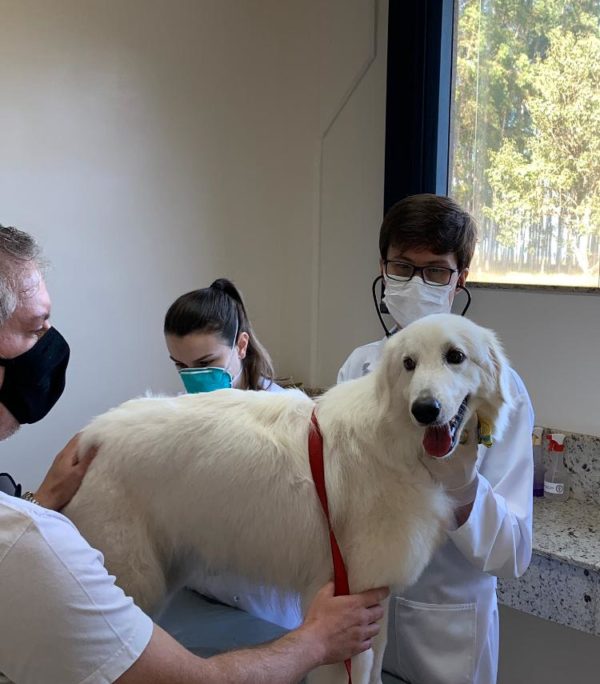 Os animais também precisam ser bem cuidados neste período de pandemia